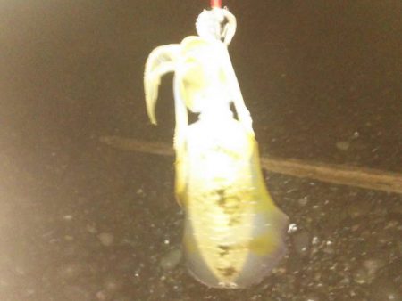 太刀魚まだまだ好調アオリイカも好調